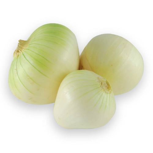 cebolla